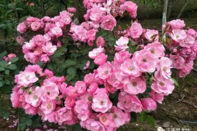 寺外桃源講花卉 —— 月季秋剪、促花小技巧