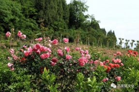 《寺外桃源講花卉》–你們知道怎么區(qū)別藤本月季和薔薇嗎？