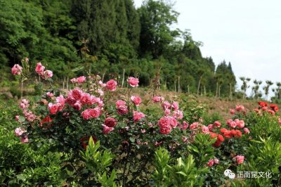 《寺外桃源講花卉》–你們知道怎么區(qū)別藤本月季和薔薇嗎？