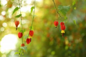 寺外桃源講花卉》-蔓性風(fēng)鈴花來開獎啦！