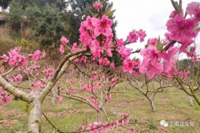 慶“三.八”女神節(jié)，賞寺外桃源桃花