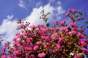 “紫薇問(wèn)意” 一 去寺外桃源，紫薇花兒對(duì)你說(shuō)…….。